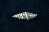 藏品(黑筆螺)的圖片